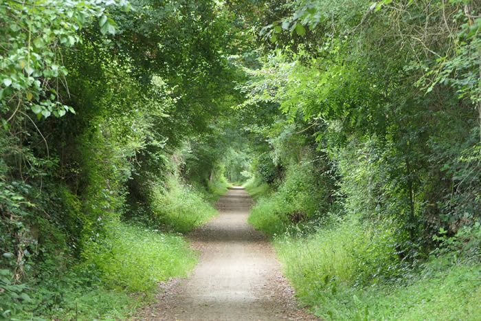 narrow country lane