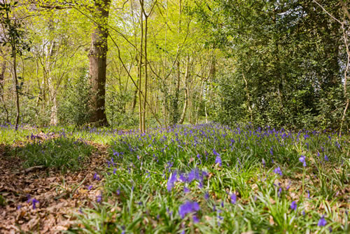 swithland wood near loughborough